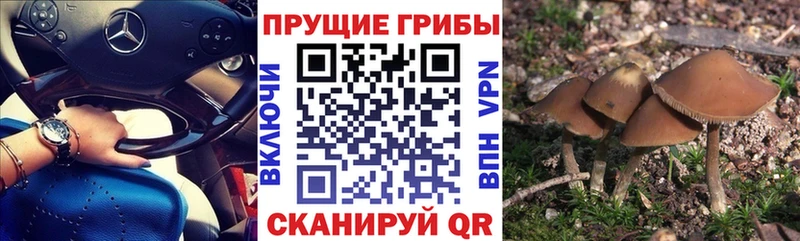 Купить закладки  Белая Холуница  Галлюциногенные грибы мицелий 